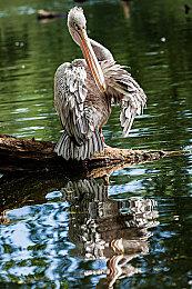 任天堂Switch 2美国预购太疯狂 导致多个零售站点崩溃